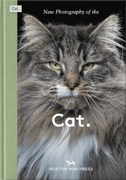 New Photography of the Cat