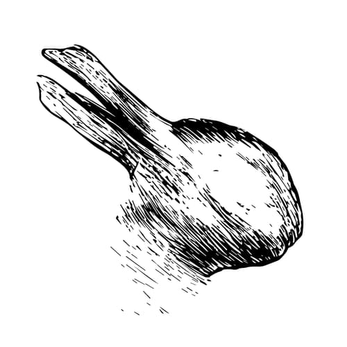 Lapin-Canard